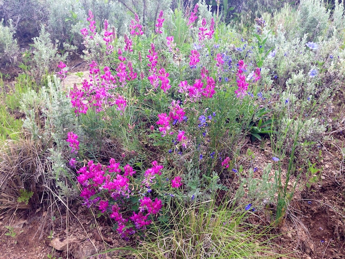 (Erin Alberty | The Salt Lake Tribune) Sweetvetch glows hot pink alongside Blue Flax on May 26, 2015 in the former backyard of reporter Erin Alberty in Salt Lake City.  The Utah native plants helped to replace a carpet of invasive Myrtle Spurge.