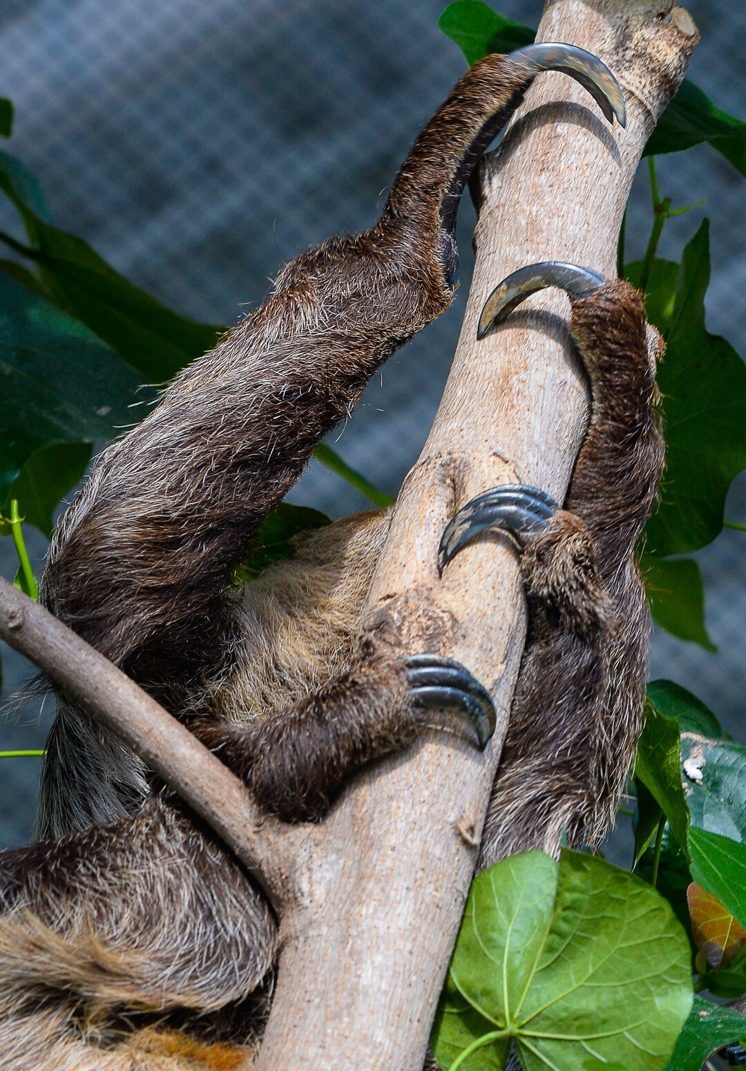 (Francisco Kjolseth  |  The Salt Lake Tribune)  The Loveland Living Planet Aquarium has acquired a couple of two-toed sloths that will be unveiled to the public on Friday. With the aid of two claws for their front legs and three for the back legs a female sloths readjusts from a mid day slumber. They've been adjusting to the sights and sounds of the aquarium for the last couple of weeks after being rescued from the South American country of Guyana due to habitat deforestation.