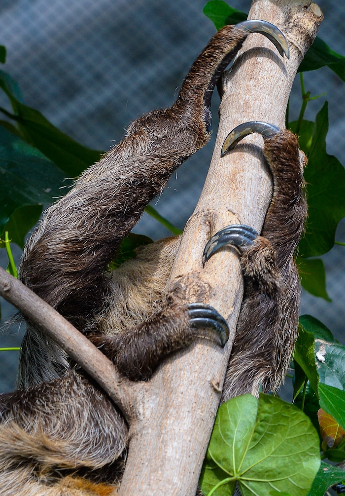 (Francisco Kjolseth | The Salt Lake Tribune) The Loveland Living Planet Aquarium has acquired a couple of two-toed sloths that will be unveiled to the public on Friday. With the aid of two claws for their front legs and three for the back legs a female sloths readjusts from a mid day slumber. They've been adjusting to the sights and sounds of the aquarium for the last couple of weeks after being rescued from the South American country of Guyana due to habitat deforestation.