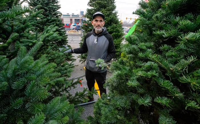 (Steve Griffin  |  The Salt Lake Tribune) Joe Shadle sets up his J & T Christmas Tree lot at 7200 south 900 east in Middle, Utah Monday November 20, 2017. Utah Christmas tree lots will have less stock and higher prices this year due to a regional shortage of Christmas trees. Shadle is setting up 6 Christmas tree lots across the valley this year. He was able to stock his business but said he'll have to raise prices, particularly on his most popular, premium offerings in Salt Lake City. 