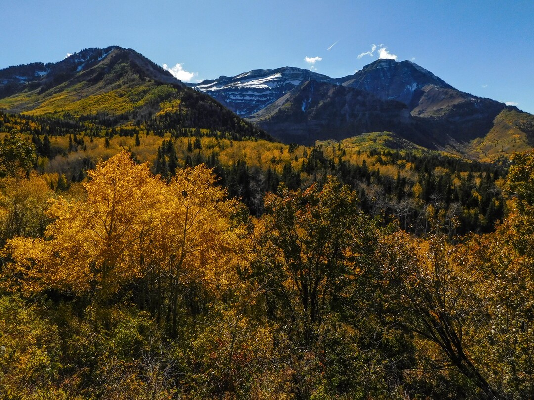 (Erin Alberty|The Salt Lake Tribune) Aspen glow below Wasatch Peaks along the Alpine Loop Scenic Drive, State Road 92, Oct. 9, 2017 in Utah County.
