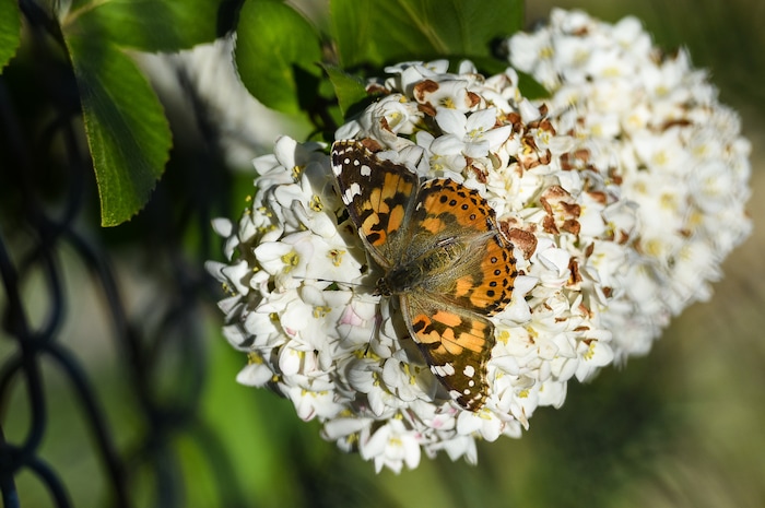 (Francisco Kjolseth | The Salt Lake Tribune) People have been seeing numerous painted lady butterflies throughout Utah recently. An entomologist from the Utah museum of natural history says this is the largest migration of these butterflies since 1991.