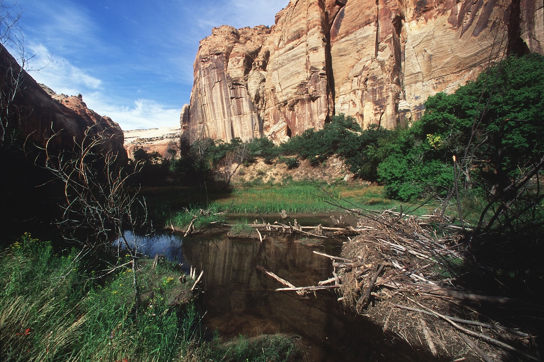 (Al Hartmann  |  Tribune file photo) Sandstone walls tower over a beaver dam in Calf Creek. The area is currently part of Grand Staircase-Escalante National Monument.