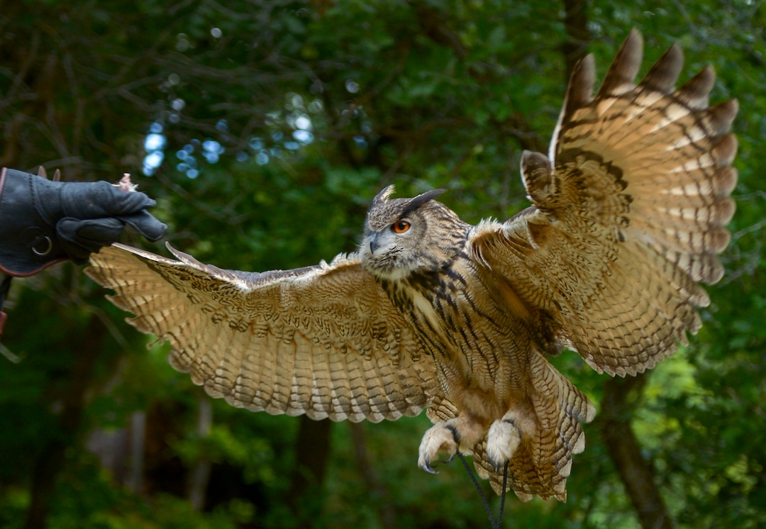 (Leah Hogsten  |  The Salt Lake Tribune) Koko, a Eurasian eagle owl takes flight, June 17, 2020. Koko was a star in Hogle Zoo's 25-year-old "World of Flight" show.