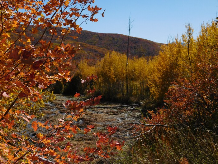 (Erin Alberty|The Salt Lake Tribune) Autumn leaves radiate color around the Cascade Springs Trail on Oct. 9, 2017 in Wasatch County.