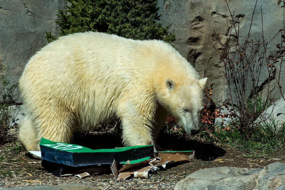 (Chris Detrick  |  The Salt Lake Tribune) Polar Bear Hope at Utah's Hogle Zoo Tuesday, October 10, 2017.