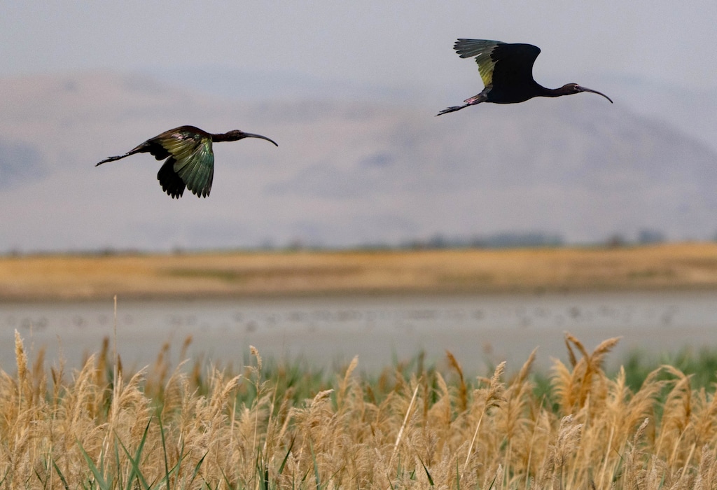 (Francisco Kjolseth | The Salt Lake Tribune) Glossy ibis fly over the Bear River Migratory Bird Refuge, a 74,000-acre nature reserve in the northern Great Salt Lake on Wednesday, June 23, 2021. 