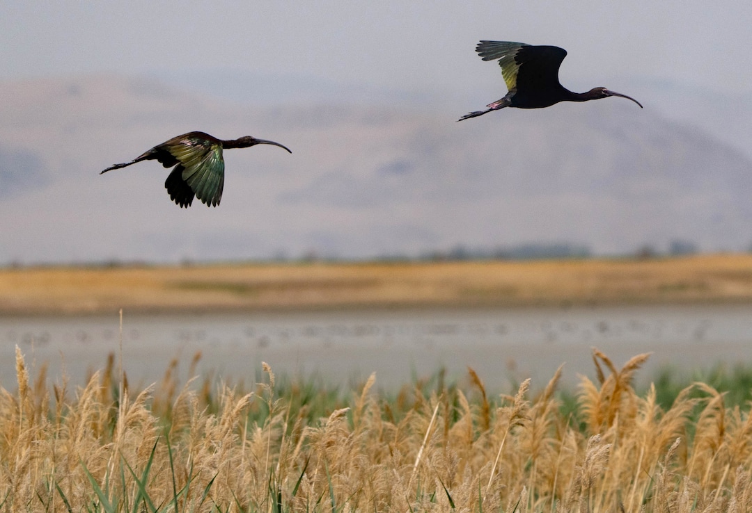 (Francisco Kjolseth | The Salt Lake Tribune) Glossy ibis fly over the Bear River Migratory Bird Refuge, a 74,000-acre nature reserve in the northern Great Salt Lake on Wednesday, June 23, 2021.