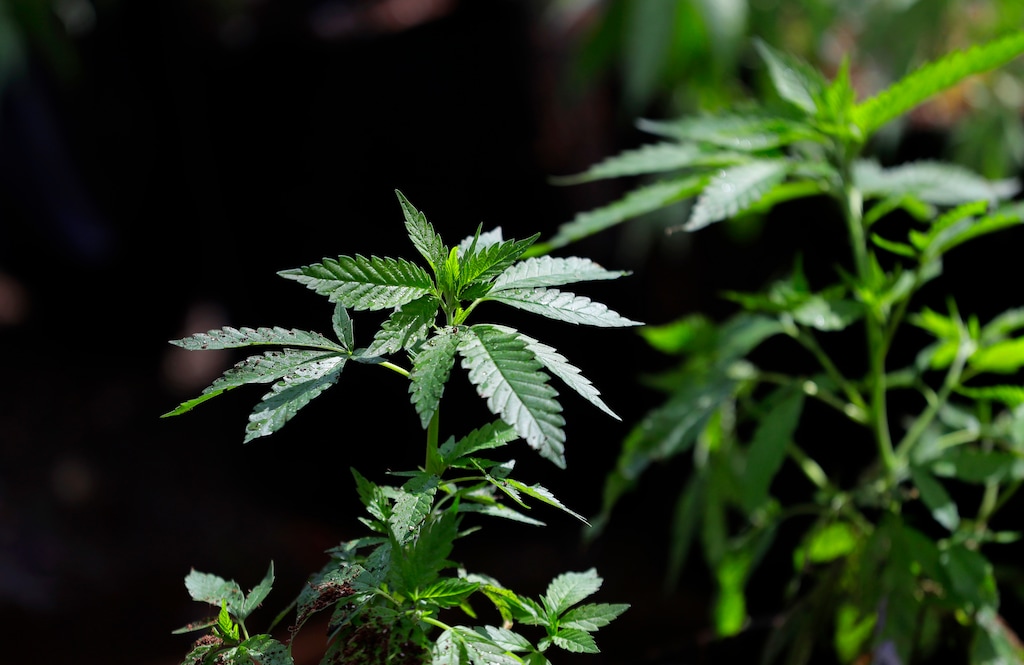 (AP Photo/Ted S. Warren) The University of Utah is embarking on a research project into how cannabis affects our brains. The study will involve 40 people, given either a placebo or cannabis compounds such as tetrahydrocannabinol (THC) and cannabidiol (CBD).