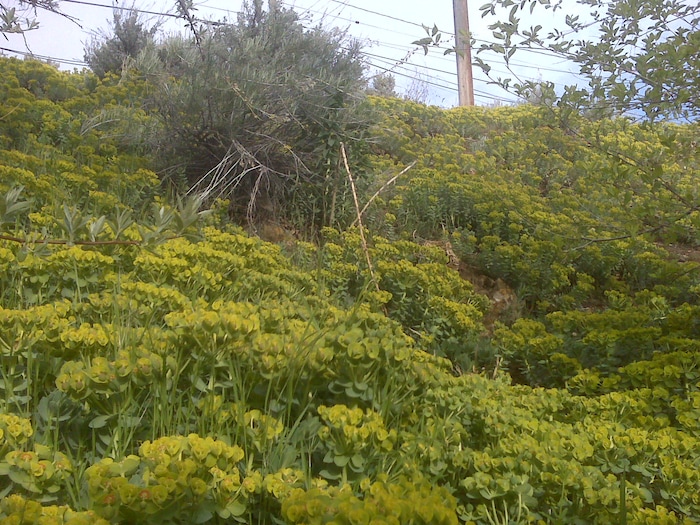 (Erin Alberty | The Salt Lake Tribune) Myrtle spurge carpets the former backyard of reporter Erin Alberty on May 13, 2010 in Salt Lake City. After an intensive clearing effort, the invasive weed has begun to return to the property.