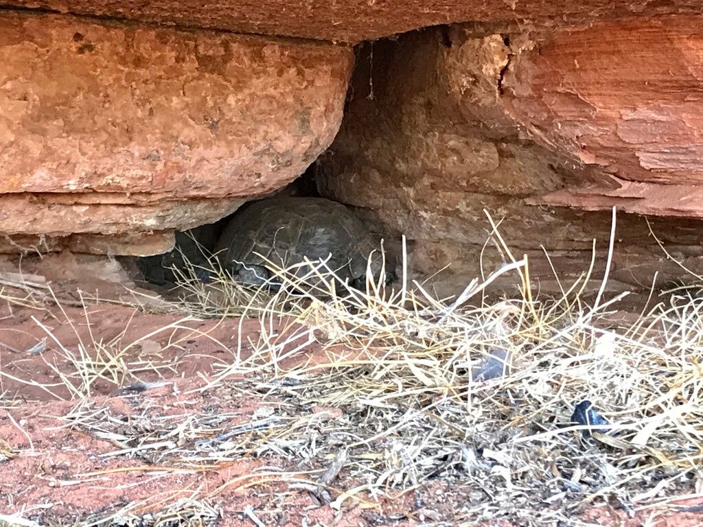 (Joan Meiners | The Spectrum via AP) Two Mojave desert tortoises hide from the desert heat under a rock ledge in Red Cliffs Desert Reserve on Thursday, Aug. 20, 2020, in Utah. Biologists in southern Utah are surveying the damage left by a wildfire that scorched large swaths of land set aside for a rare tortoise habitat in southern Utah.