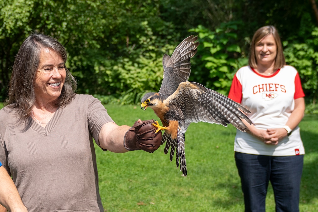 (Rick Egan | The Salt Lake Tribune) A falcon perches on the hand of West Valley City Mayor Karen Lang while Salt Lake County Mayor Jenny Wilson watches at Tracy Aviary on Thursday, Aug. 28, 2025.

