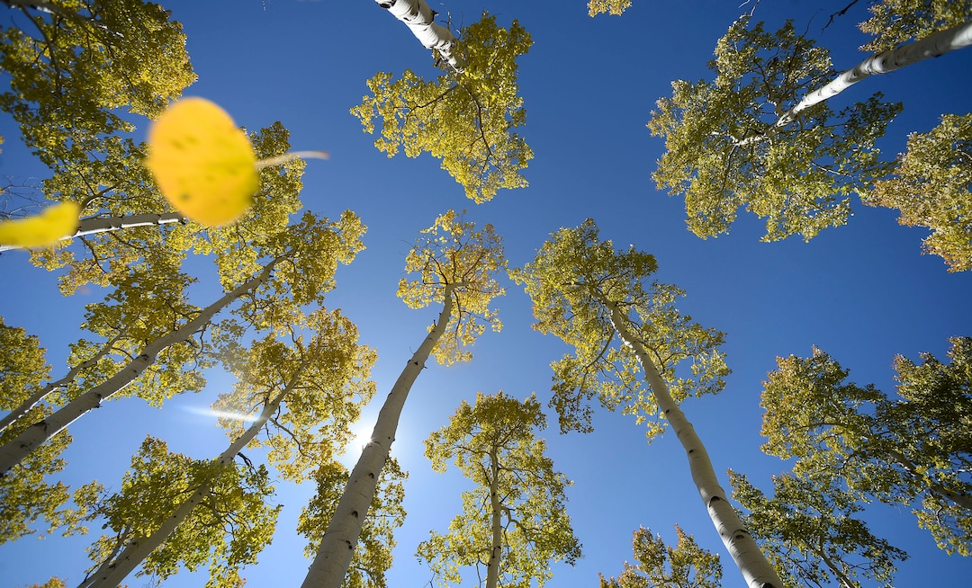 (Al Hartmann  |  The Salt Lake Tribune)     
At 106 acres, Pando is the largest known aspen clone, and the most massive living thing known on earth. Its trees are united by a single root system. Scientists say deer are voraciously eating Pando's new sprouts, preventing the clone from regenerating. It could deteriorate beyond recovery in less than 20 years, they warn.