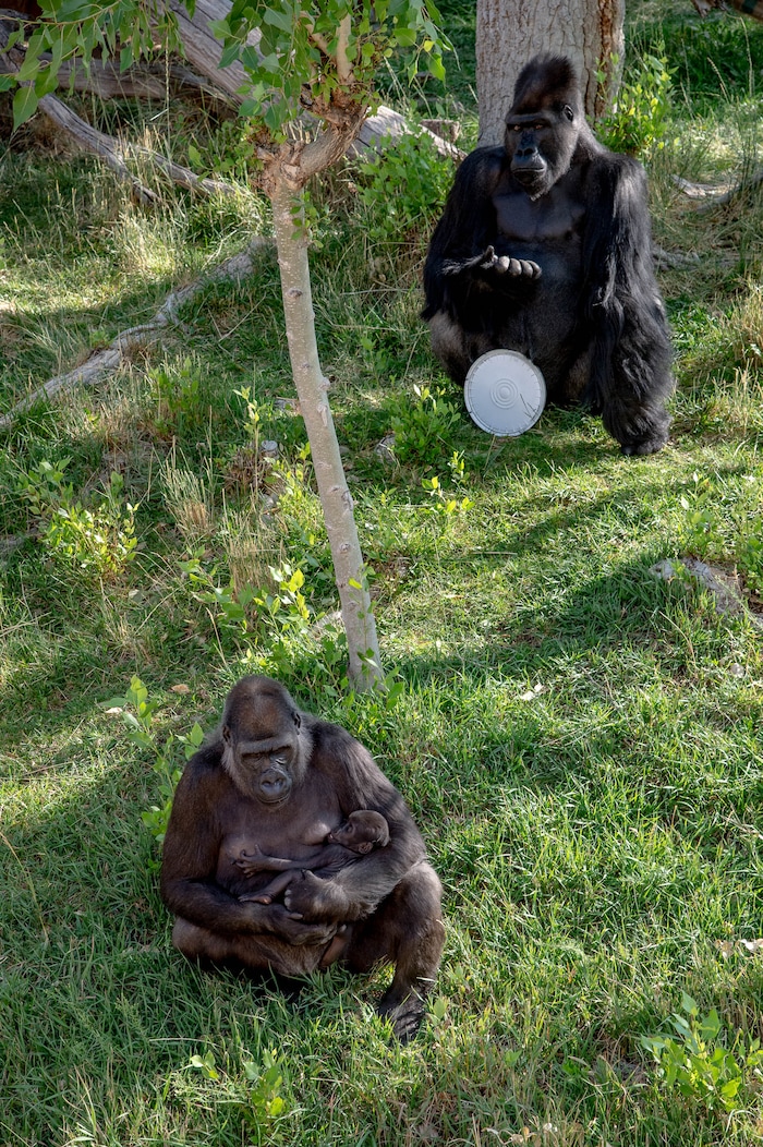 (Francisco Kjolseth  |  The Salt Lake Tribune) Hogle Zoo is introducing its new babies, two leopard cubs, Storm and Skye, and the baby gorilla, held by mother Jabali as father Husani sits nearby on Thursday, August 27, 2020. The baby gorilla will be named by whoever makes the highest bid at the zoo's annual fund-raiser on Sept. 10 — which will be virtual this year.