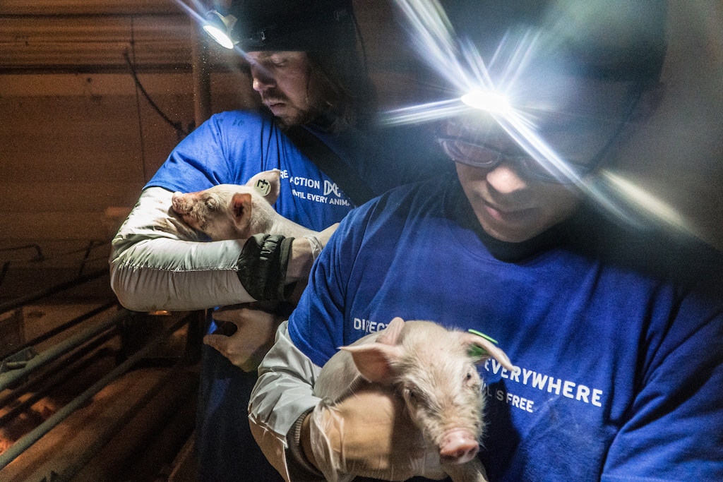 (Photo courtesy Direct Action Everywhere) Animal activists hold two pigs at the Smithfield Food hog farm near Milford in 2017, which they filmed under cover of night with the objective of “exposing” injustices within the facility.