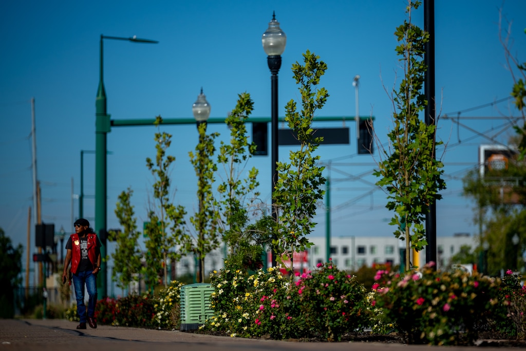 (Trent Nelson | The Salt Lake Tribune) Trees and roses along North Temple in Salt Lake City on Friday, Sept. 25, 2026.