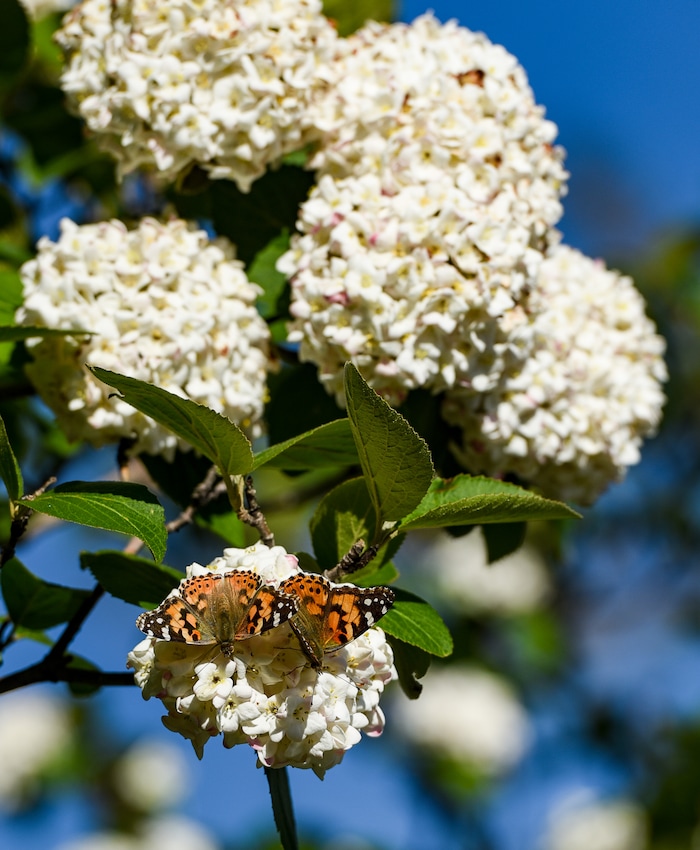 (Francisco Kjolseth | The Salt Lake Tribune) People have been seeing numerous painted lady butterflies throughout Utah recently. An entomologist from the Utah museum of natural history says this is the largest migration of these butterflies since 1991.