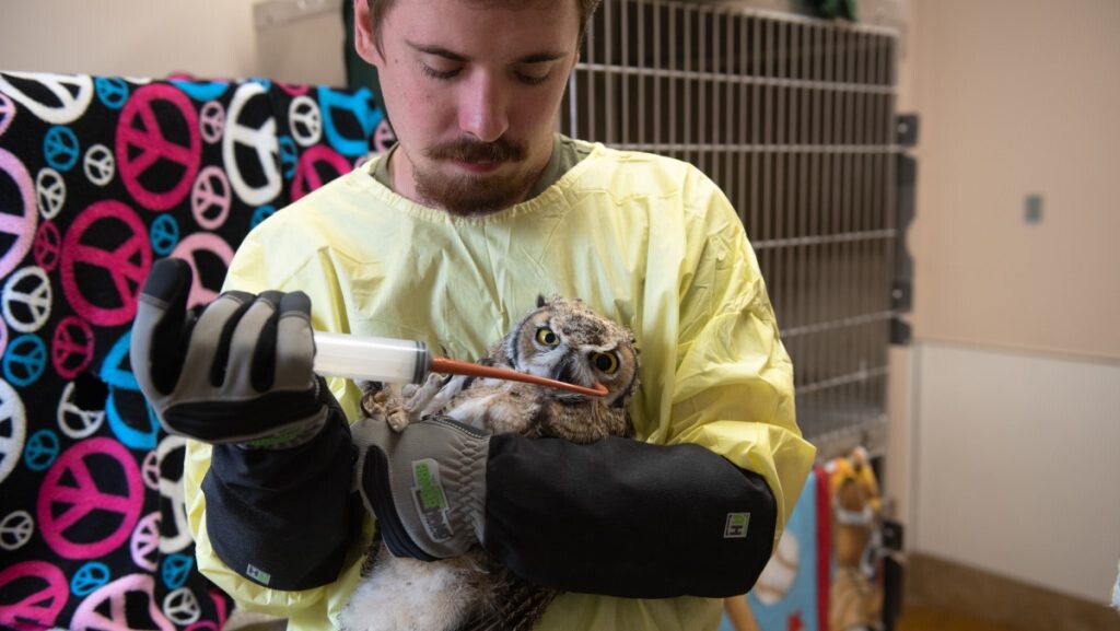 (Best Friends Animal Society, St. George News) A Best Friends staff member feeds a baby owl at the Best Friends Animal Sanctuary's Wild Friends facility in Kanab, Utah