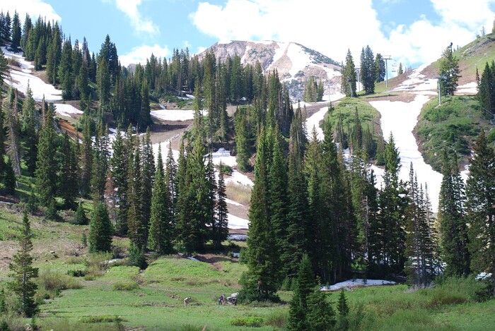 (Sara Tabin | The Salt Lake Tribune)  Volunteers at the annual Town of Alta Restoration Day held Saturday July 6, 2019 work on trail maintenance on the new Lower Albion Meadows Trail.