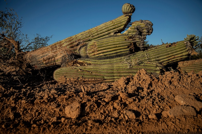 (Adriana Zehbrauskas | The New York Times) Cut down Saguaro cactuses in Organ Pipe Cactus Monument, where a wall is being built along the Arizona-Mexico border, near Lukeville, Ariz., on Feb 19, 2020. Federal courts allowed the Trump administration to speed construction of the border wall by waiving dozens of laws, including measures protecting endangered species and Native American burial sites.