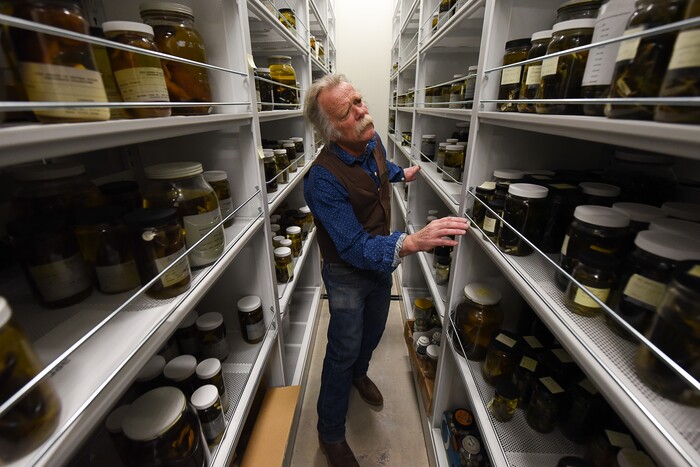(Francisco Kjolseth  |  The Salt Lake Tribune)  Eric Rickart, Ph. D., Curator of Vertebrates Zoology at the Natural History Museum of Utah at the Rio Tinto Center overlooks specimens from the biology fluid-preserved collection. Over the weekend the museum will be providing a Behind the Scenes look at the objects held in stewardship for the people of Utah. The public is invited to meet the scientists who build the collections and learn about current research and get an insiders view of the museum. 