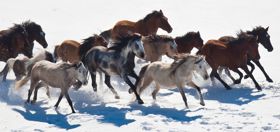 (Chris Detrick  | Tribune file photo)   Wild horses from Utahs Swasey herd are rounded up by Cattoor Livestock Roundup Co in the West Desert near the Swasey Mountains Thursday February 14, 2013. Under the Bureau of Land Management operation 50 miles west of Delta, helicopter wranglers gathered 262 horses. One hundred will be released back into the Swasey Herd Management Area  one of Utahs 19 HMAs on federal land. Many of the horses released will be mares treated with the contraceptive Porcine Zona Pellucida (PZP-22).