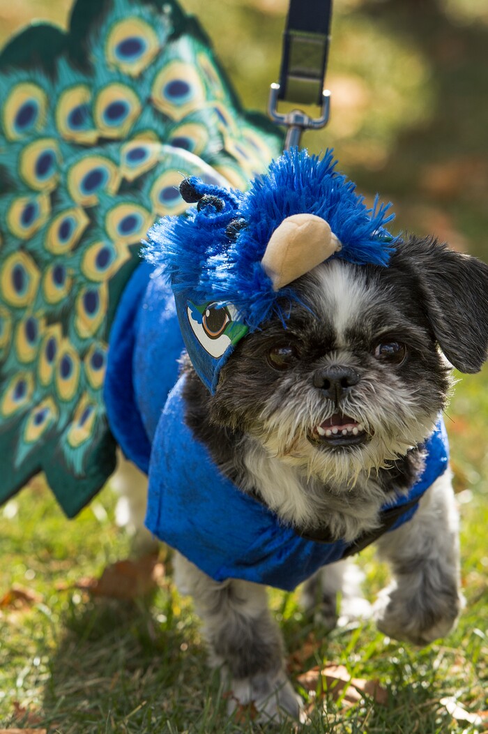 (Leah Hogsten  |  The Salt Lake Tribune) Freud, the Shih Tzu looks proud as a peacock in his costume during the 2017 Strut Your Mutt dog walk and fundraiser to save the lives of homeless pets, October 14, 2017  at Liberty Park. Participants can choose to raise money for Best Friends or for one of hundreds of participating shelters, rescue groups and other animal welfare groups. 