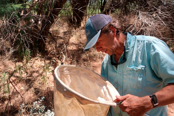 (Felicia Fonseca) | The Associated Press) Northern Arizona University researcher Matt Johnson looks for tamarisk beetles along the Verde River in Clarkdale, Ariz., on July 9, 2019. The beetles were brought to the U.S. from Asia to devour invasive tamarisk, or salt cedar, trees.