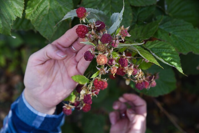(Francisco Kjolseth  |  The Salt Lake Tribune)  Jenn Harris, a former recovery resident at the Center for Women and Children in Murray, picks the last of the season's raspberries at the Freedom Garden across the street where she volunteers once a week. By spending time in the garden and growing fruits and vegetables women make great strides towards their rehabilitation. 