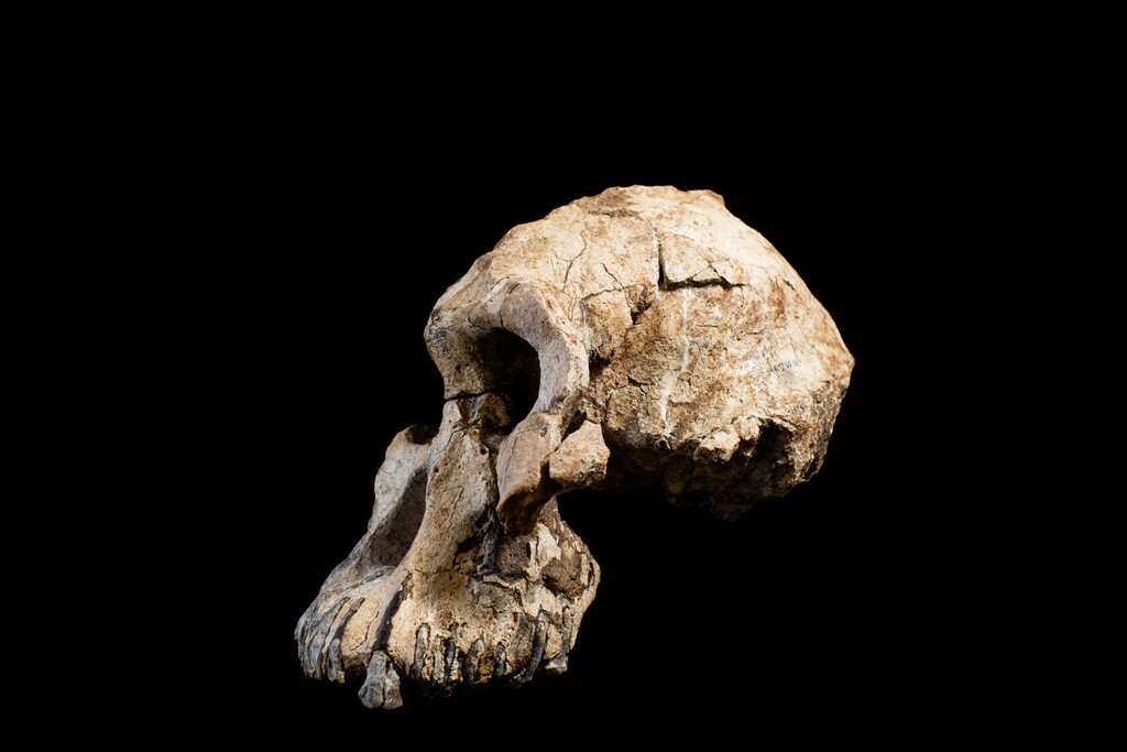 This undated photo provided by the Cleveland Museum of Natural History in August 2019 shows a fossilized cranium of Australopithecus anamensis. The species is considered to be an ancestor of A. afarensis, represented by “Lucy” found in 1974. From 3.8 million years ago, the ancestral species is the oldest known member of Australopithecus, the grouping of creatures that preceded our own branch of the family tree, called Homo. (Dale Omori/Cleveland Museum of Natural History via AP)