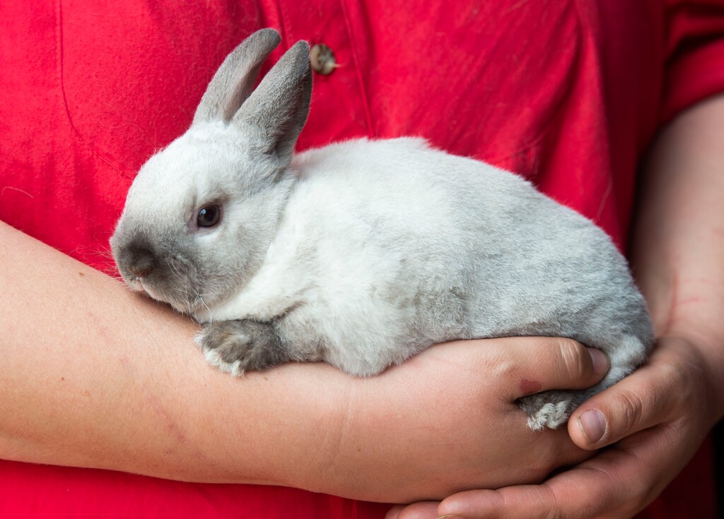 (Rick Egan  |  Tribune file photo)   A baby bunny at This Is the Place Heritage Park in April 2019.