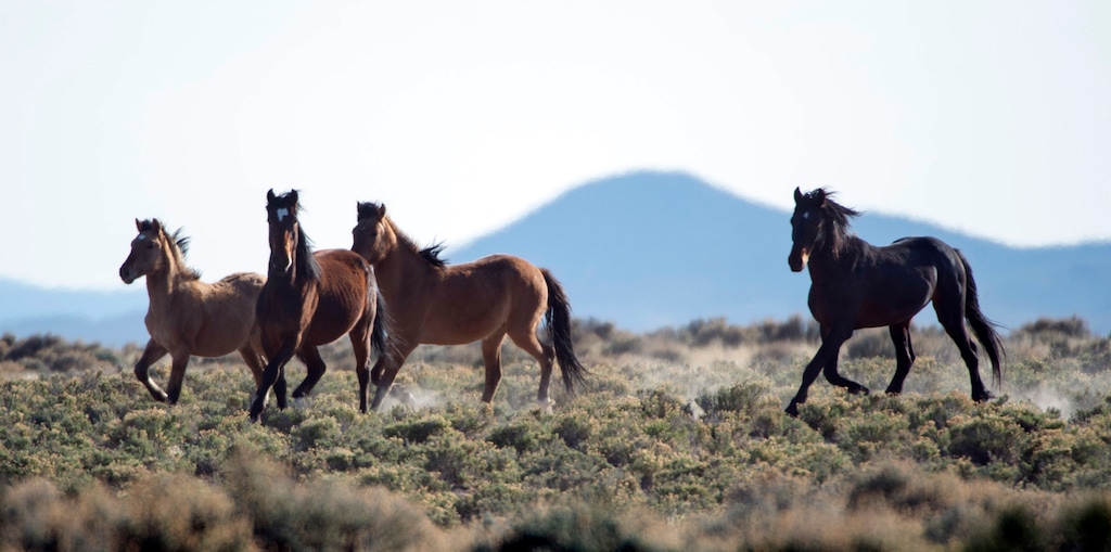 (Rick Egan | The Salt Lake Tribune) Wild horses run free on BLM land northwest of Cedar City in 2014.