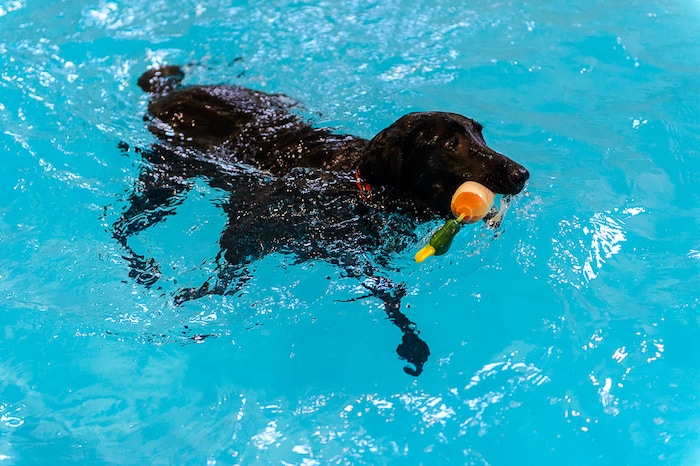 (Trent Nelson | The Salt Lake Tribune) David Valdez works with Doctor in the new Aquatic Fitness Center at DogMode in Salt Lake City on Tuesday, Nov. 28, 2017.
