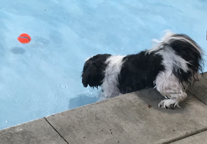 (Scott D. Pierce | The Salt Lake Tribune) Chip is going to get that tennis ball, even if he has to get wet to do it.