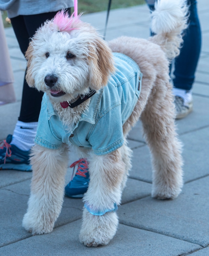 Daycia Cowley dressed her dog Emmy  "Dog Days in the Maze", at Wheeler Farm, Monday, Oct. 26, 2020.





Emmy