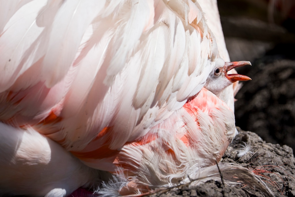 (Bethany Baker  |  The Salt Lake Tribune) A baby flamingo pokes their head out from under an adultÕs wing at Tracy Aviary in Salt Lake City on Friday, July 31, 2026.