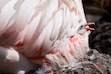 (Bethany Baker | The Salt Lake Tribune) A baby flamingo pokes their head out from under an adultÕs wing at Tracy Aviary in Salt Lake City on Friday, July 31, 2026.