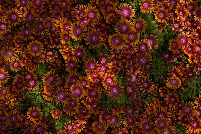 Leah Hogsten  |  The Salt Lake TribuneFire Spinner Ice Plant's thick leaves of the weed-suppressing ground cover are able to store water; zones 4-6. Red Butte Garden featured Water Conservation Garden is designed to demonstrate that beautiful gardens do not require heavy applications of water. The newly constructed 2017 three-acre garden will offer educational programs to teach people how to create their own water-wise landscapes.