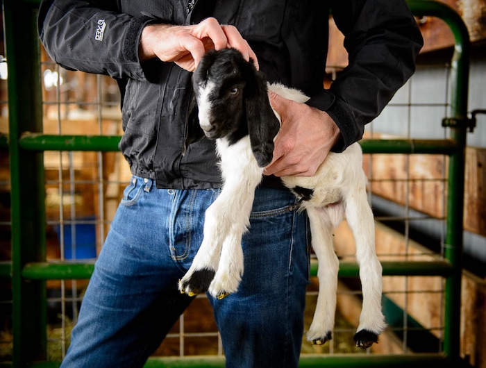(Trent Nelson | The Salt Lake Tribune)
Volunteer Tristan Horne holds one of the new kids at the East African Refugee Goat Project on Saturday March 24, 2018. About 200 babies are expected to be born during the 2018 kidding season.
