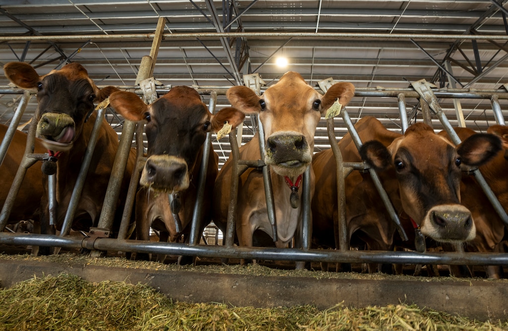 (Rick Egan | The Salt Lake Tribune) Dairy cows in Wellsville. One county over, in Box Elder County, bird flu has impacted at least half of dairy cows.
