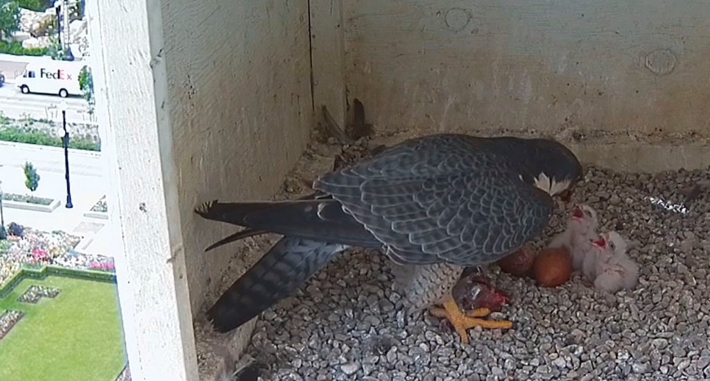 (Courtesy image) Screenshots from a live webcam of baby peregrine falcons born in a nest box on the Joseph Smith Memorial Building in downtown Salt Lake City.