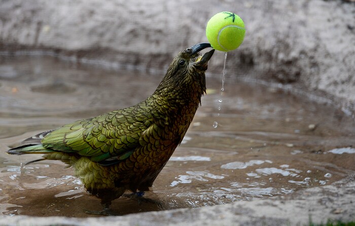 (Scott Sommerdorf | The Salt Lake Tribune)
One of Tracy Aviary's four Keas picks up a tennis ball in order to slam dunk it into the pool for fun in their new exhibit, Expedition Kea, May 10, 2018.