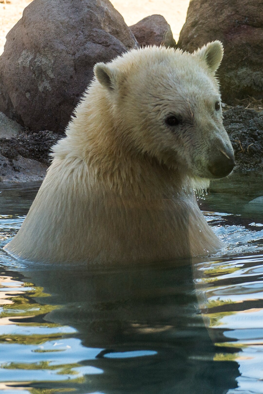 (Chris Detrick  |  The Salt Lake Tribune) Polar Bear Hope at Utah's Hogle Zoo Tuesday, October 10, 2017.