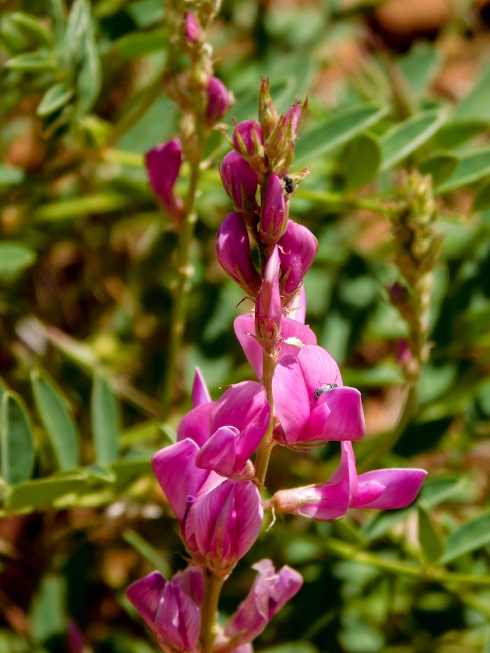 Erin Alberty  |  The Salt Lake TribuneSweetvetch blooms May 27, 2017 along the Desert Voices Trail in Dinosaur National Monument.