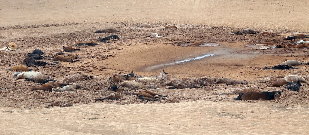 (Mihio Manus | Navajo Nation | The Associated Press)In this Tuesday, May 1, 2018, photo provided by the Navajo Nation, scores of dead horses are shown in a dried up stock pond on Navajo tribal land in northern Arizona, apparently after getting trapped in the mud. Navajo tribal officials say that 111 horses died in the pond over the past week and they are trying to determine how best to deal with the carcasses.