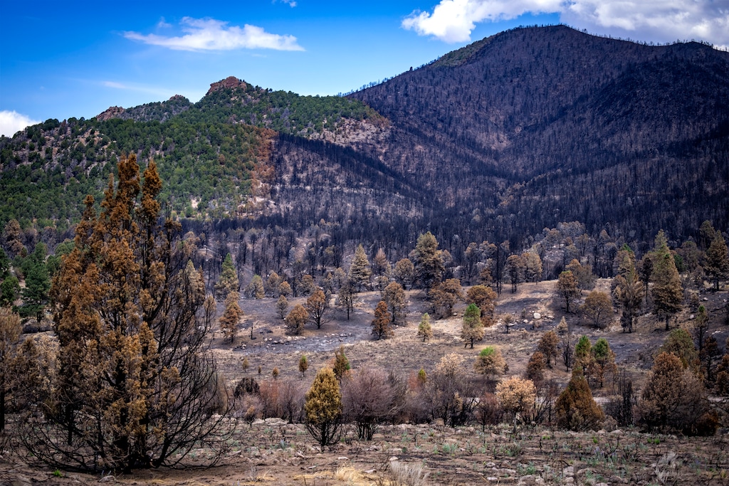 (Rick Egan | The Salt Lake Tribune) A fire scar in the Pine Valley Recreation Area, seen on August 13, 2025, after the Forsyth Fire hit the area in June. It was one of more than 900 wildfires recorded across Utah this year.

