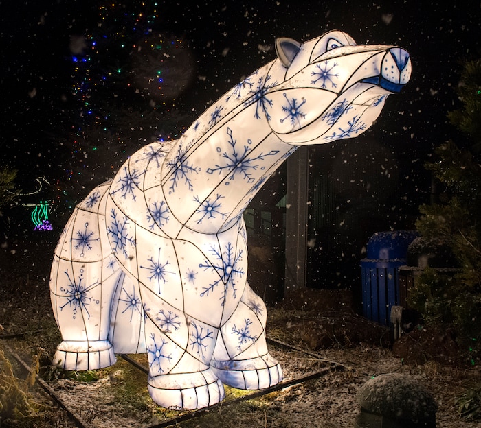 (Rick Egan  |  The Salt Lake Tribune)   A polar bear lantern is one of 10 animal lanterns this year, as ZooLights at Hogle Zoo are turned on, Friday, Nov. 30, 2018. The lights continue  through December 31st, 


