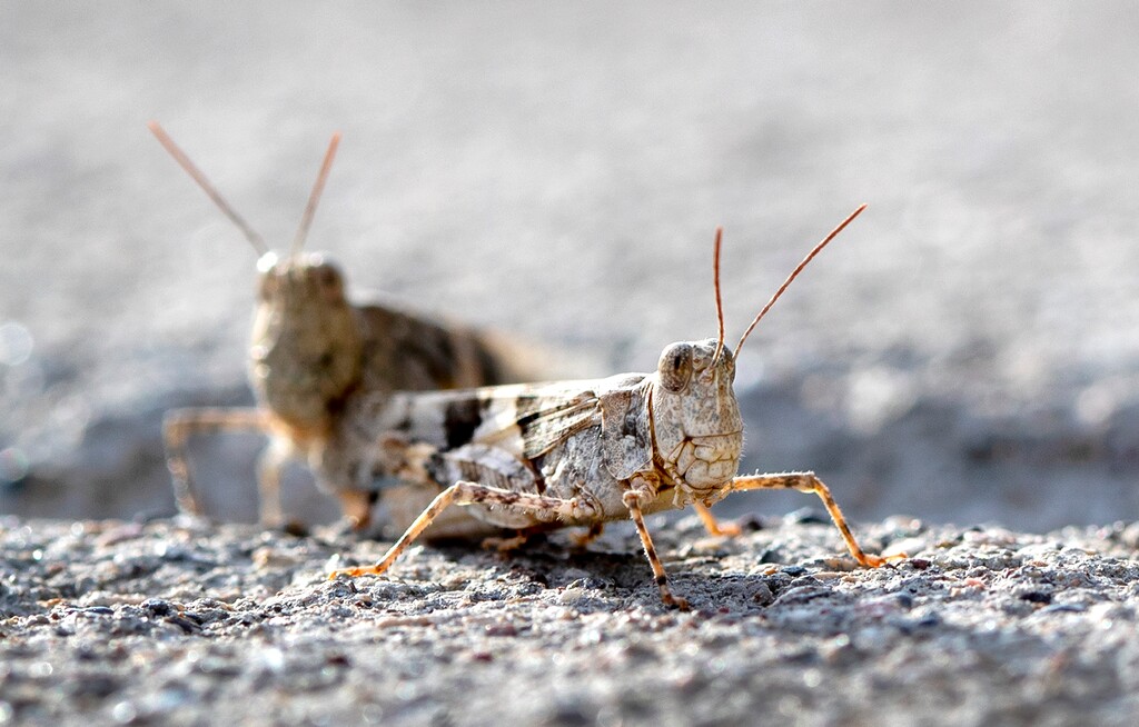(Steve Marcus | Las Vegas Sun | AP Photo) This Thursday, July 25, 2019, photo shows grasshoppers on a sidewalk outside the Las Vegas Sun offices in Henderson, Nev. A migration of mild-mannered grasshoppers sweeping through the Las Vegas area is being attributed to wet weather several months ago.