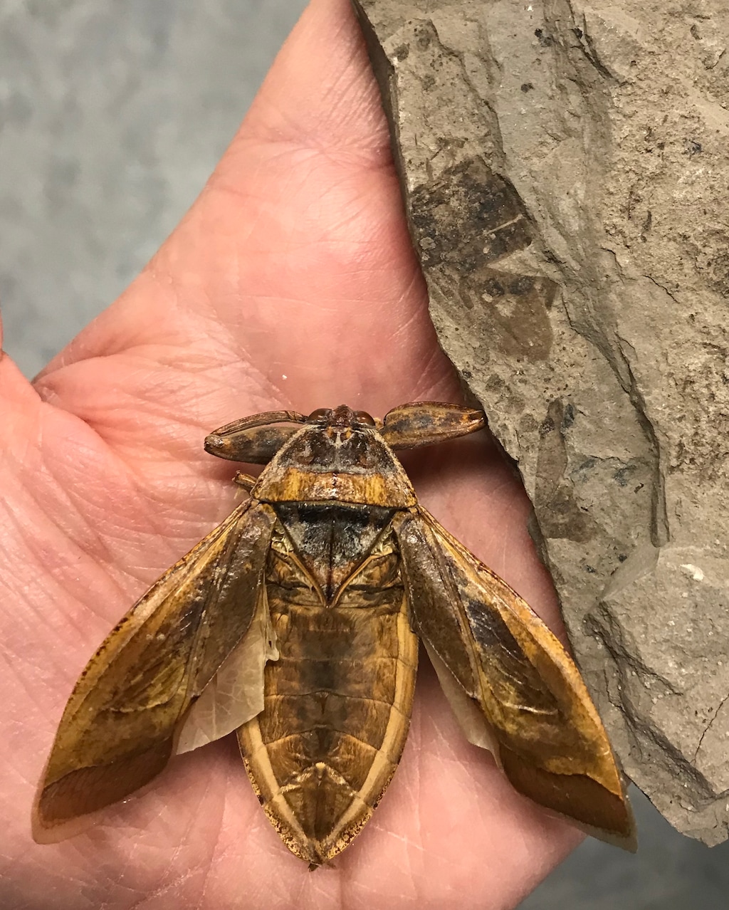 (Courtesy Utah State Parks) The fossil of Morrisonnepa jurassica along with a modern giant water bug, Lethocerus.