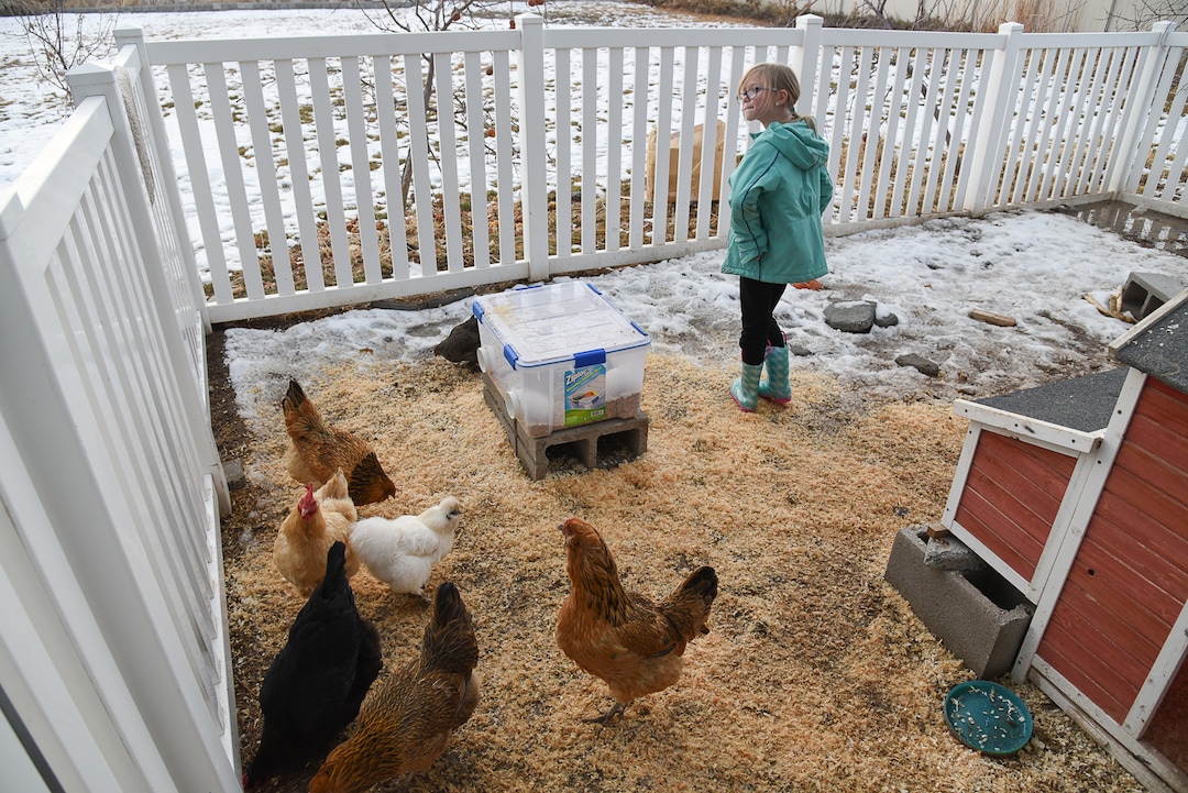 (Francisco Kjolseth  |  The Salt Lake Tribune)  Skyrie Sacks, 7, finds comfort visiting with her eight chickens in the backyard of her family's new home in West Clinton. Suffering a traumatic face injury at the age of 4, Skyrie suffers from PTSD and her mother, Natalie, says the chickens have helped her through the trauma. A Utah lawmaker is filing a bill that would make it a misdemeanor crime to lie about the need for an emotional support animal. Disability advocates are opposed to the bill, saying it could scare individuals with disabilities into remaining silent about their need for support animals.